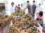 Điểm danh các loại trái cây Việt Nam đã được xuất ngoại